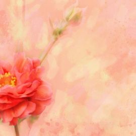 Розово персиковый фон