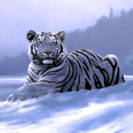Амурский тигр зимой арт