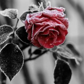 Ледяная роза обои