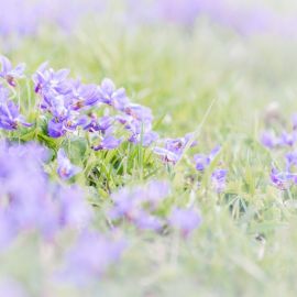 Голубые полевые цветы заставка