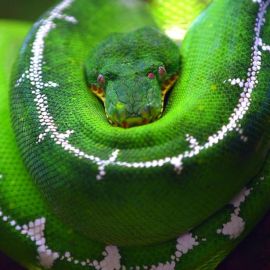 Большая зеленая змея обои