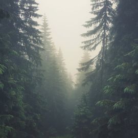 Сплошной лес обои