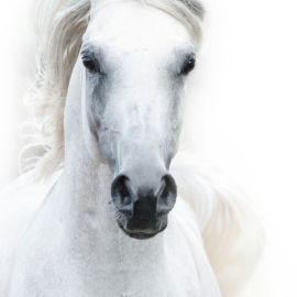 Заставка на телефон белая лошадь