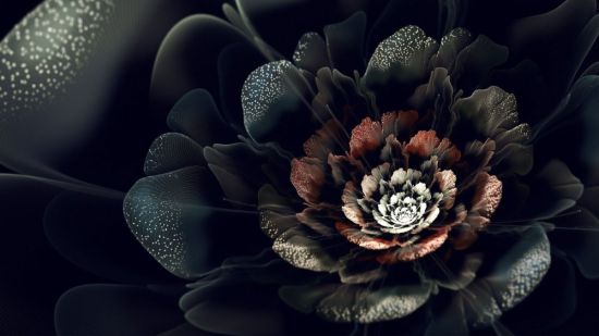 Цветы на темном фоне обои