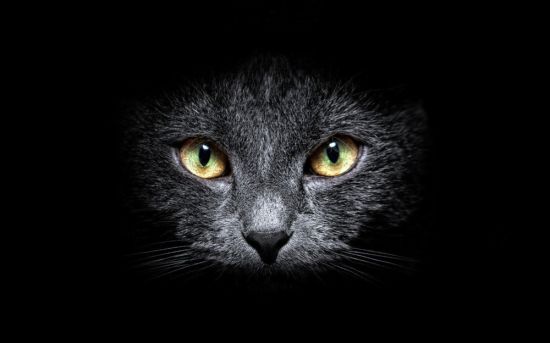 Черный кот заставка на телефон