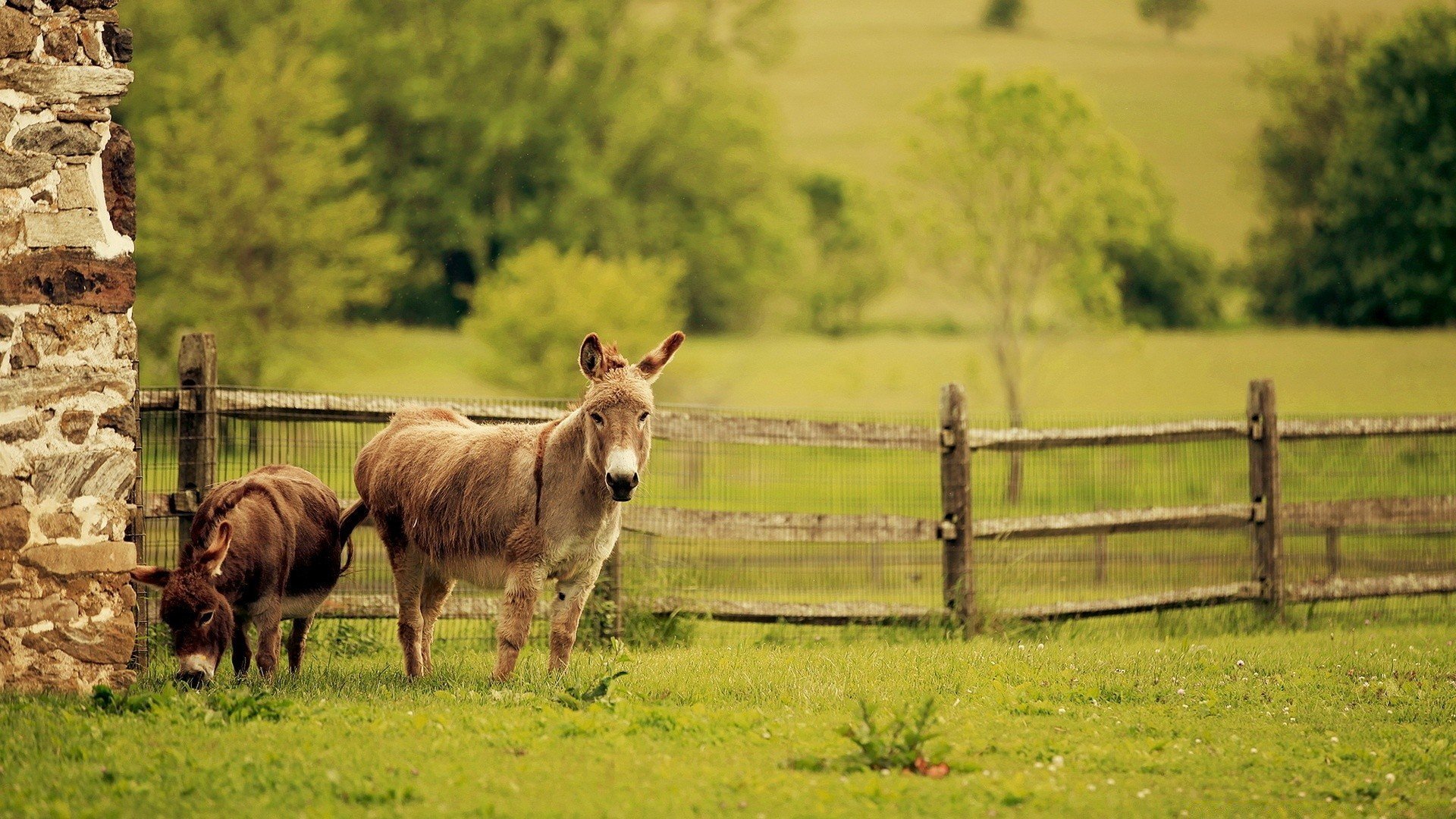 Better farm animals. Ферма осликов ишачок. Природа и животные. Деревенские животные. Коровы в деревне.