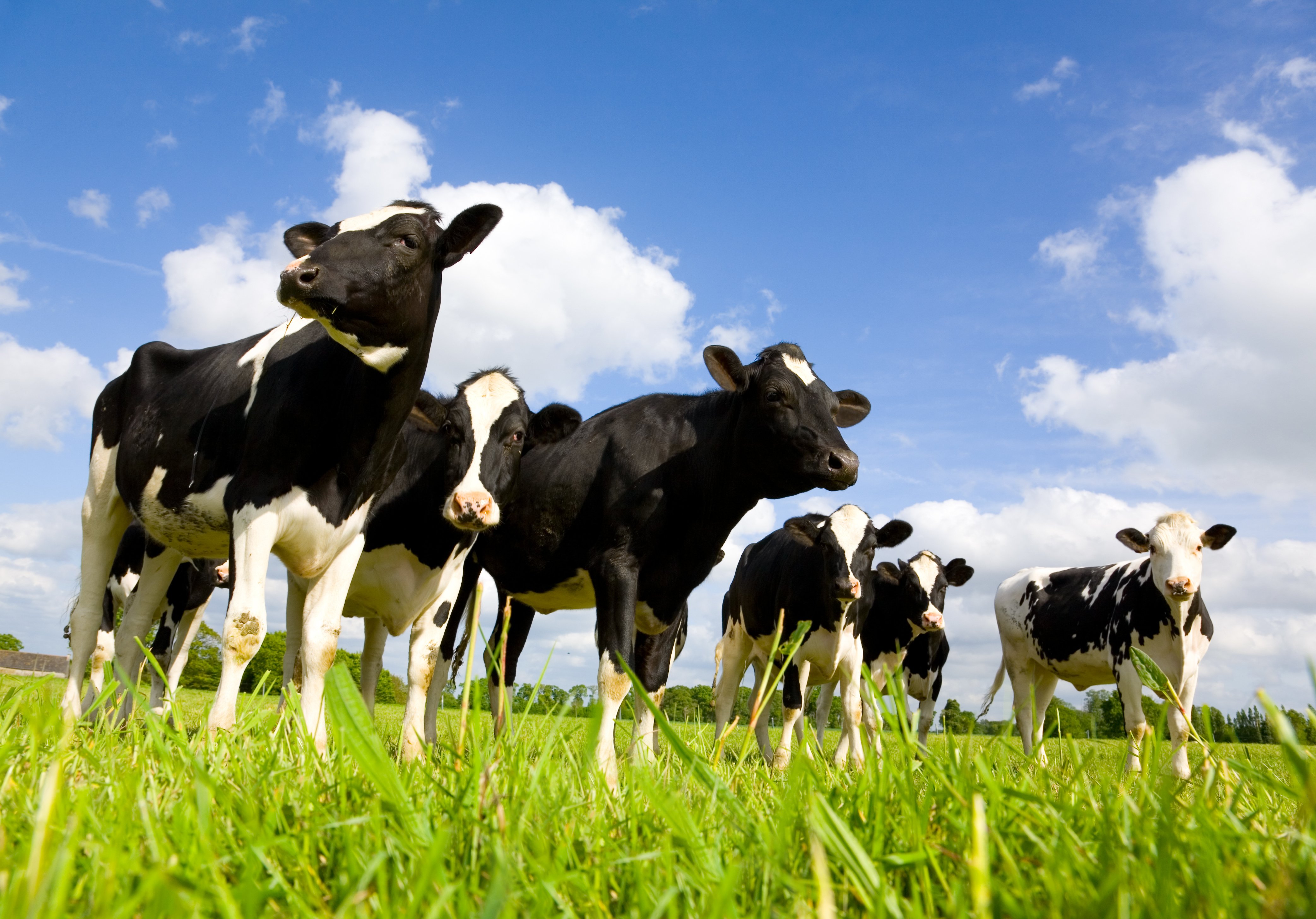 Farming group. Голштинская корова. Крупный рогатый скот (КРС). Сельское хозяйство коровы. Животноводство коровы.