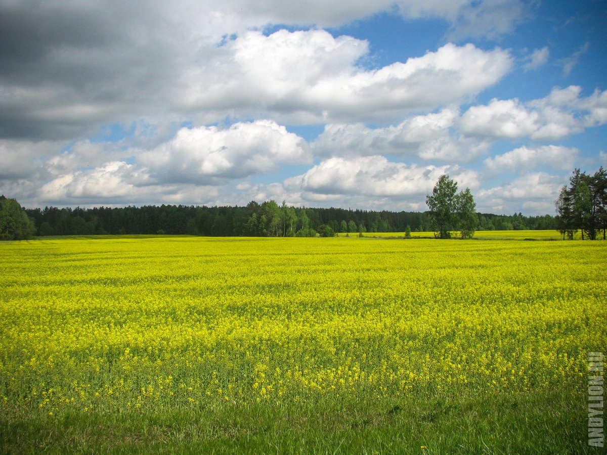 Белоруссия зеленая. Поля Белоруссии. Белоруссия природа поля. Фон Беларусь природа. Поля Беларуси фото.