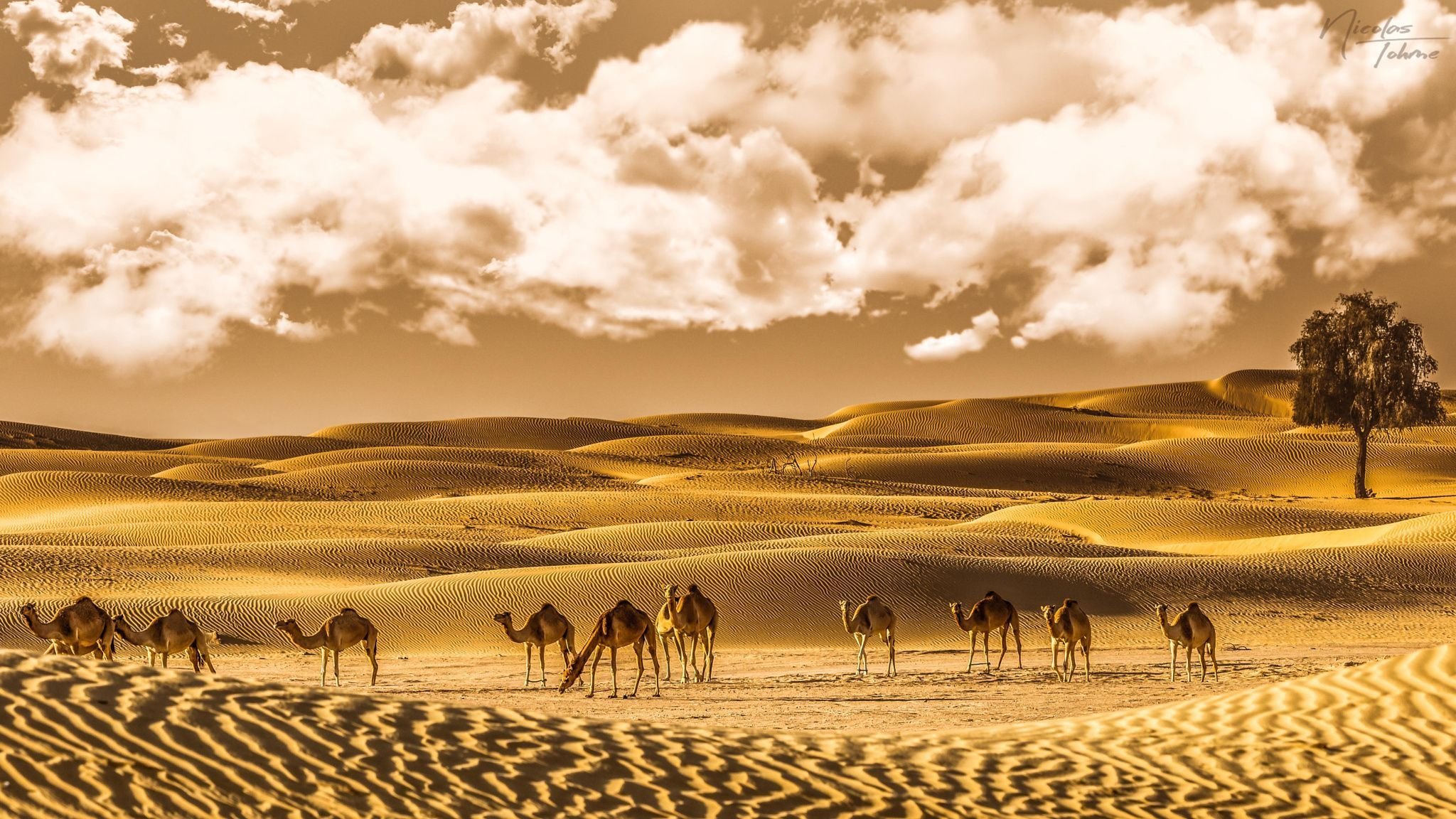 Desert day. Эль ХАМРА пустыня. Караван с верблюдами в пустыне. Пустыня Кадес. Туркменистан пустыня Караван.