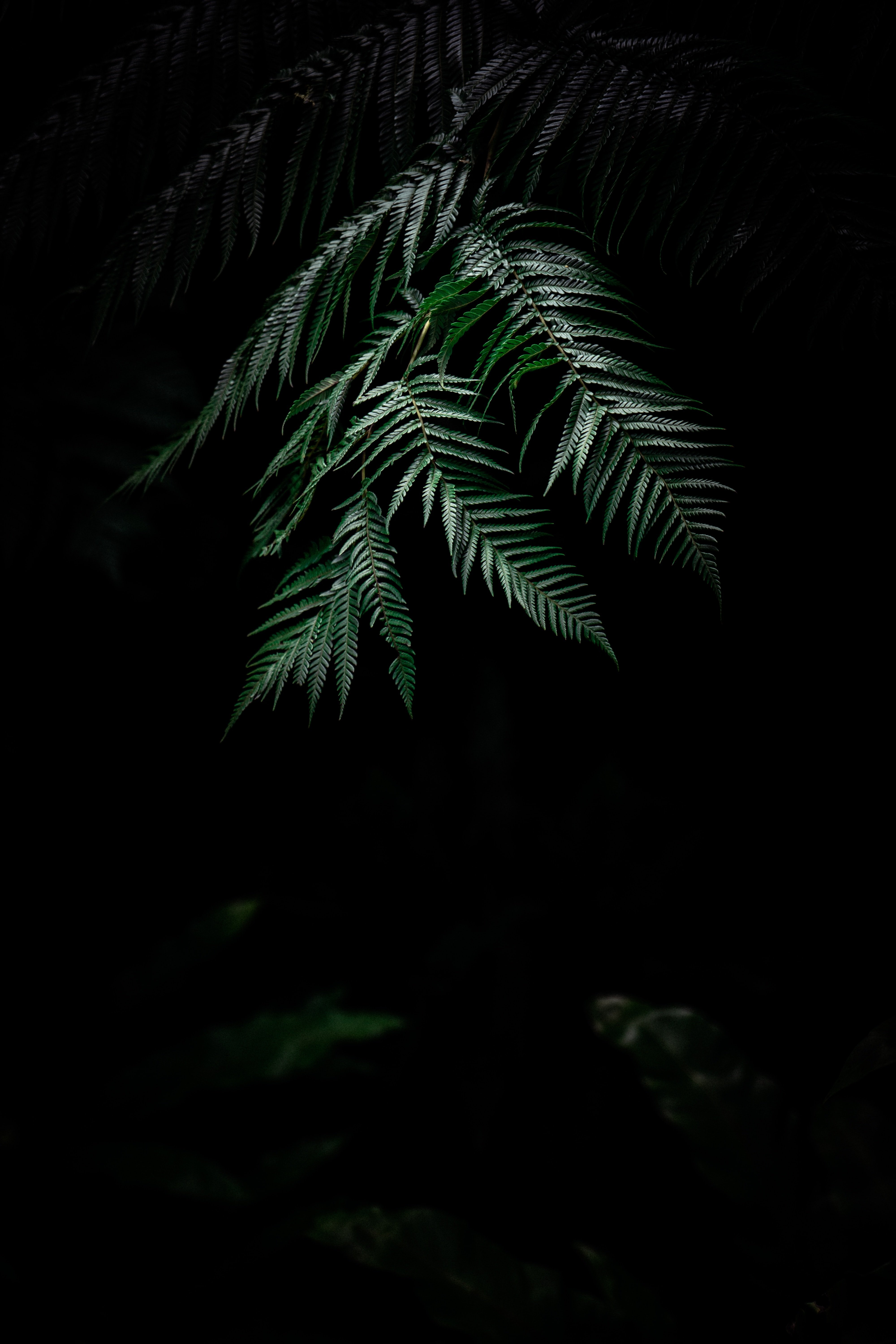 Картинка на телефон вертикальная темная. Тропические листья на темном фоне. Тропические растения на черном фоне. Темный фон с пальмовыми листьями. Папоротник темный.