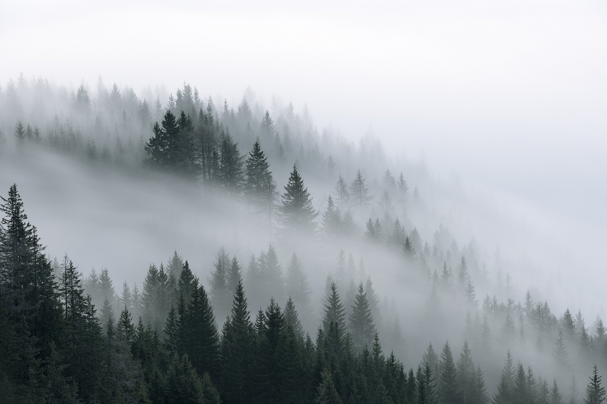 In the fog. Скандинавия лес Шварцвальд. Скандинавский туманный лес. Лес Шварцвальд в тумане. Хвойный лес в тумане.