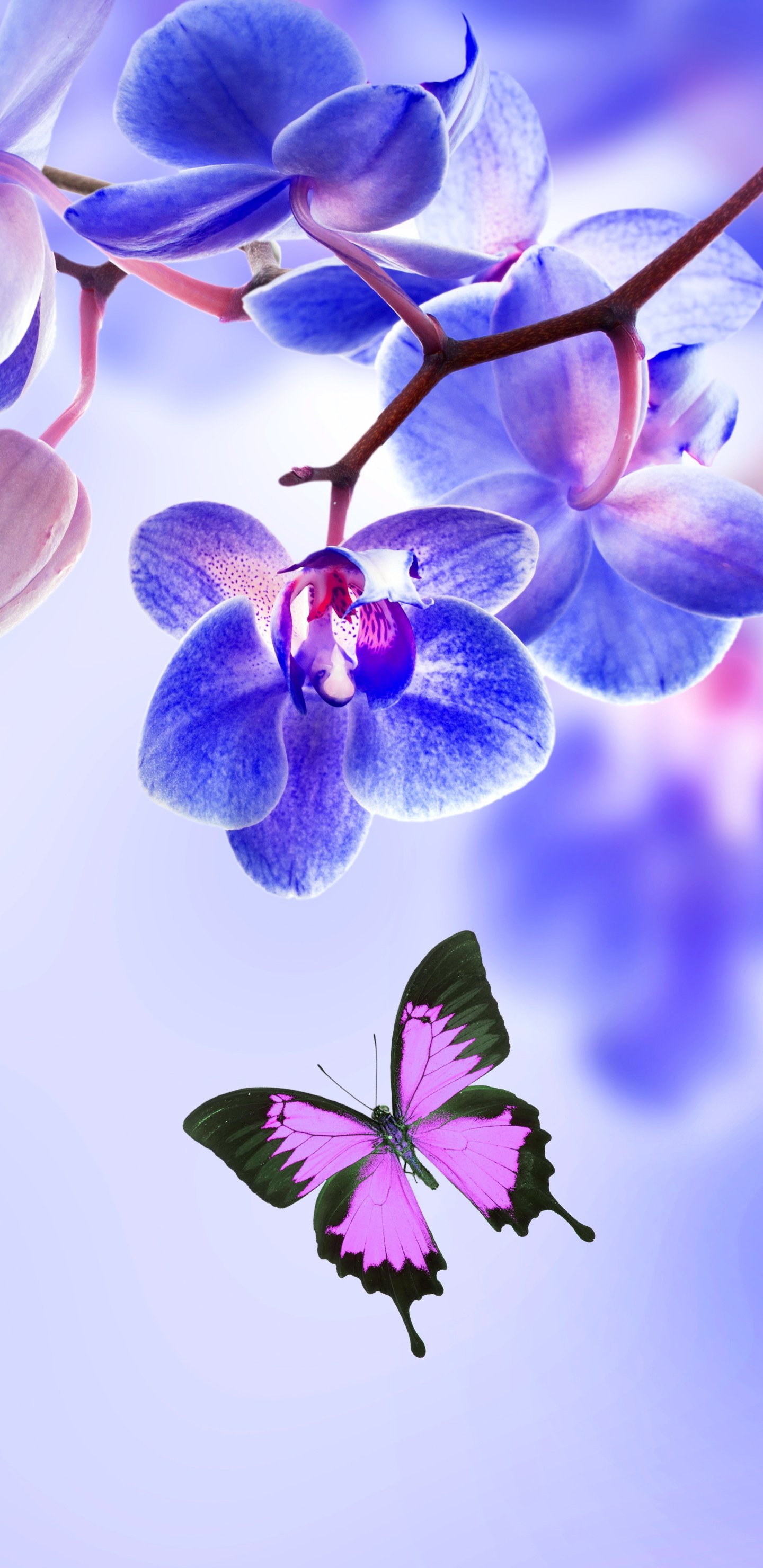 Вертикальные цветы заставка. Красивые обои на телефон. Орхидея вертикальная. Цветы вертикальные. Красивые цветы.
