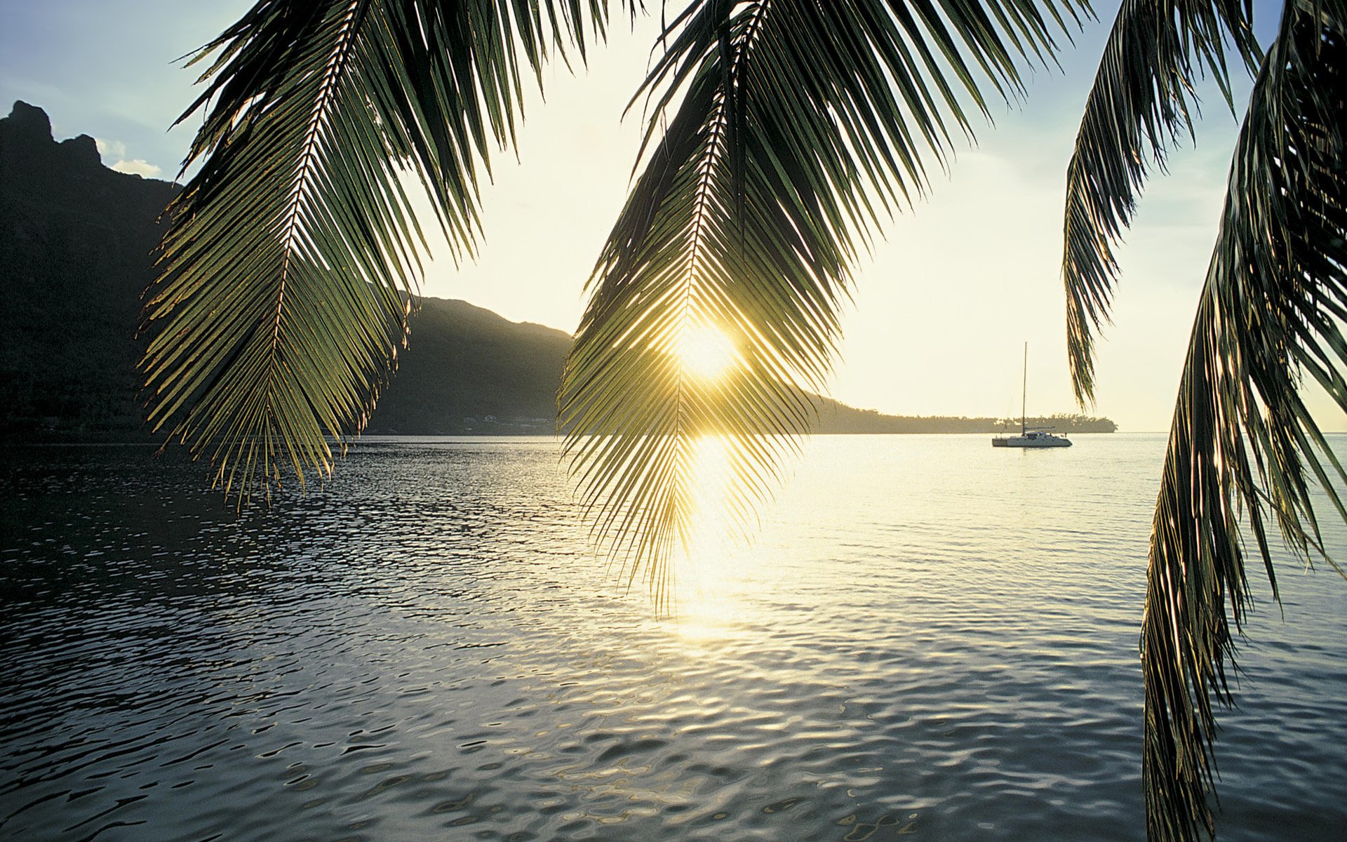 Красивая заставка на телевизор. Вид на море сквозь пальмы. Телевизор. Сочи море пальмы. Обои пальмы.