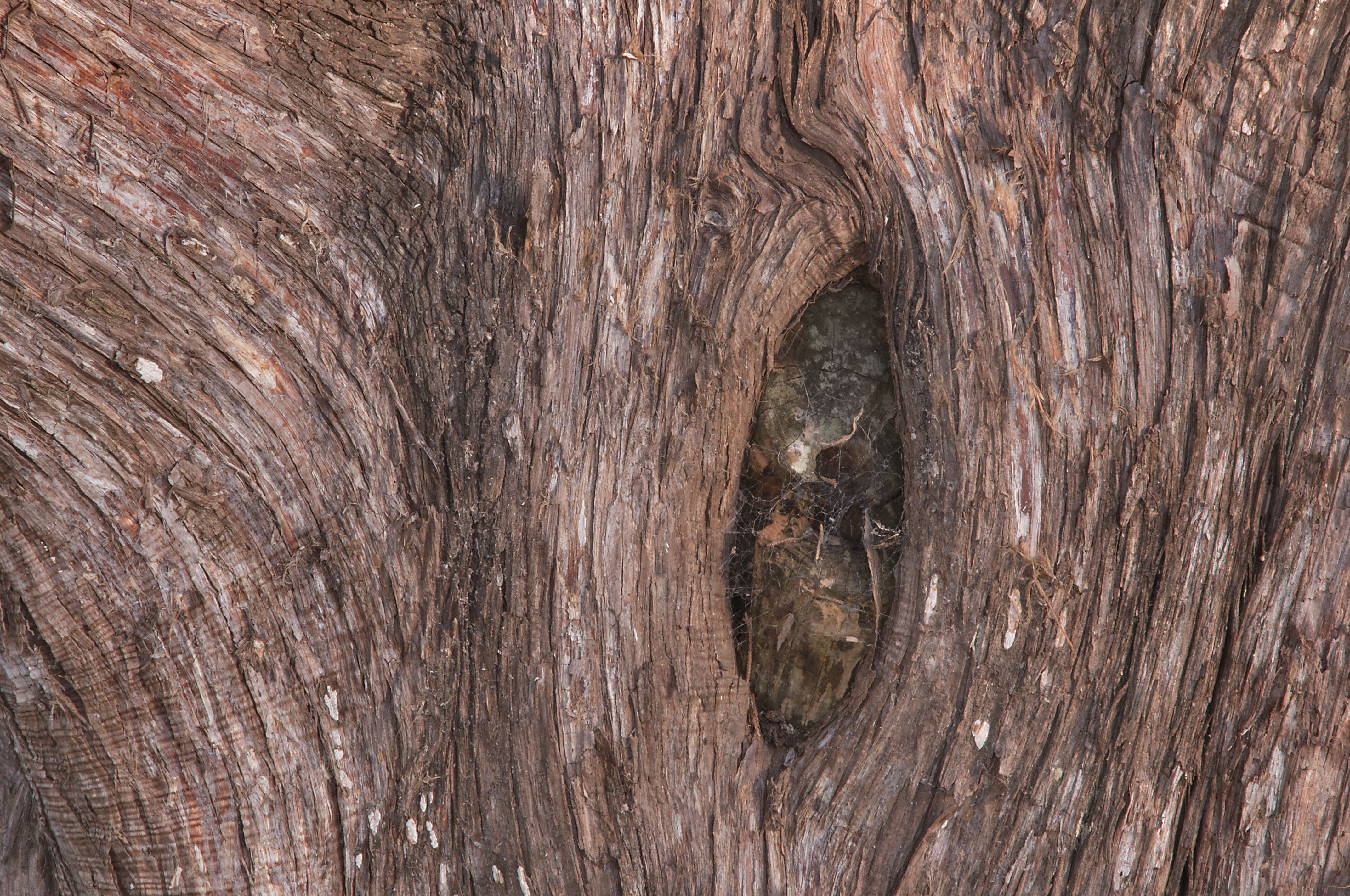 Живая древесина. Cedar Tree Bark. Кора дерева с дуплом. Текстура дерева. Текстура ствола дерева.