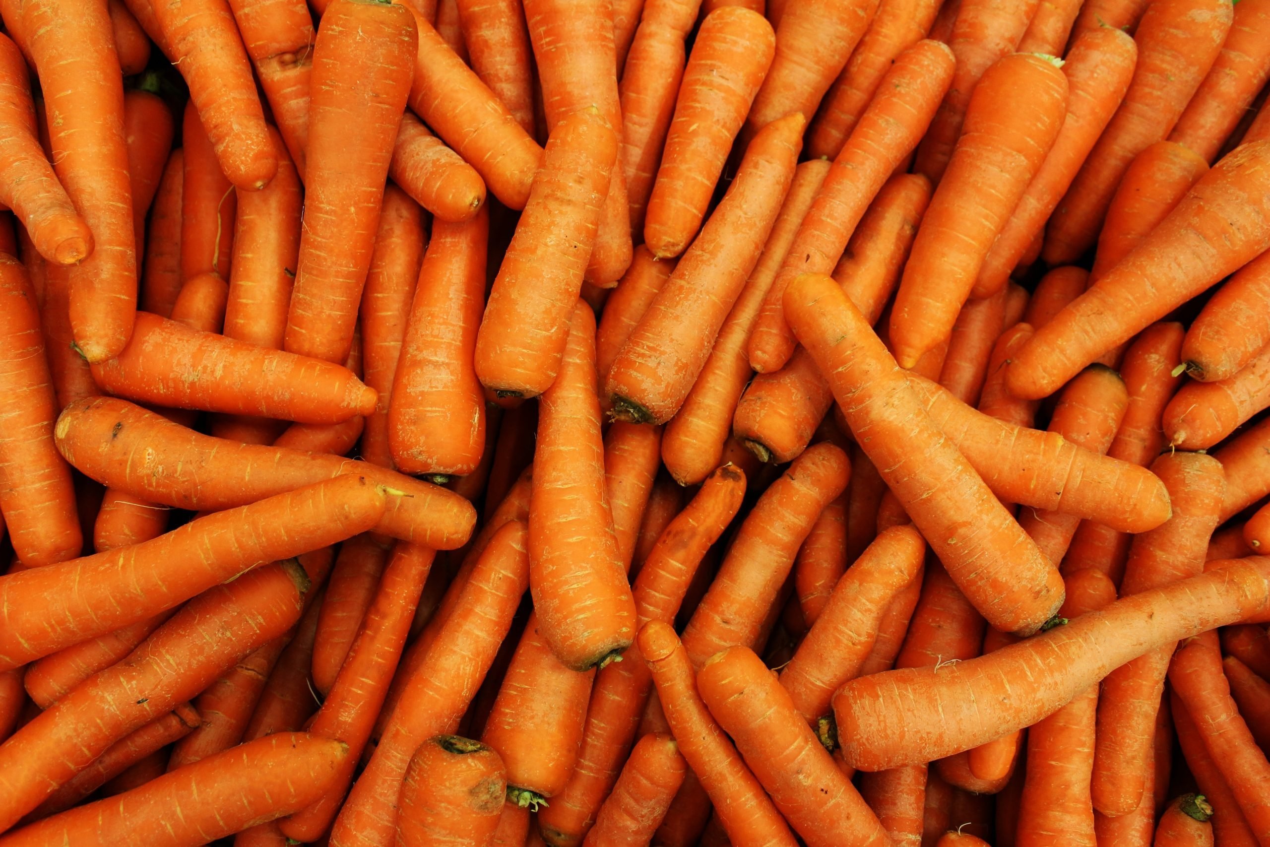 Большое количество моркови. Морковь. Текстура моркови. Много моркови. Красивая морковь.