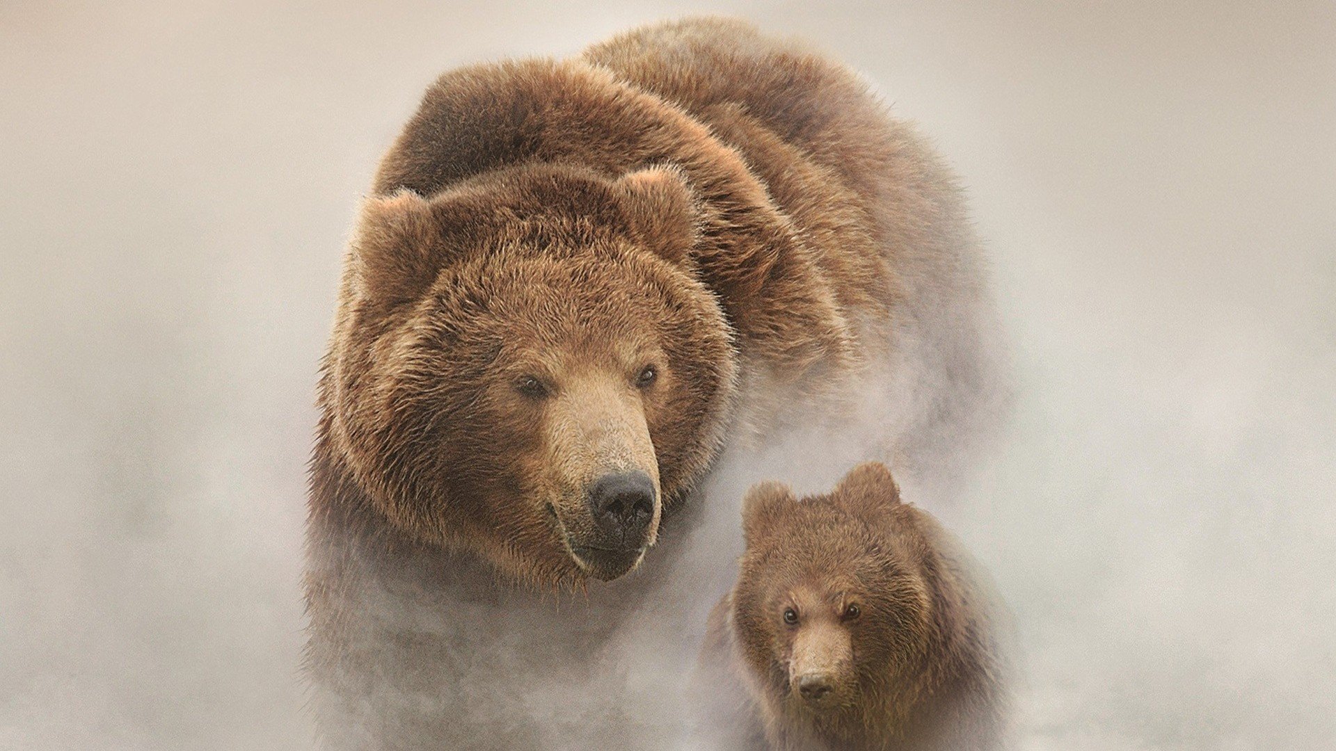 Ve bear. Медведь. Красивый медведь. Медведица с медвежатами. Медведь с медвежонком.