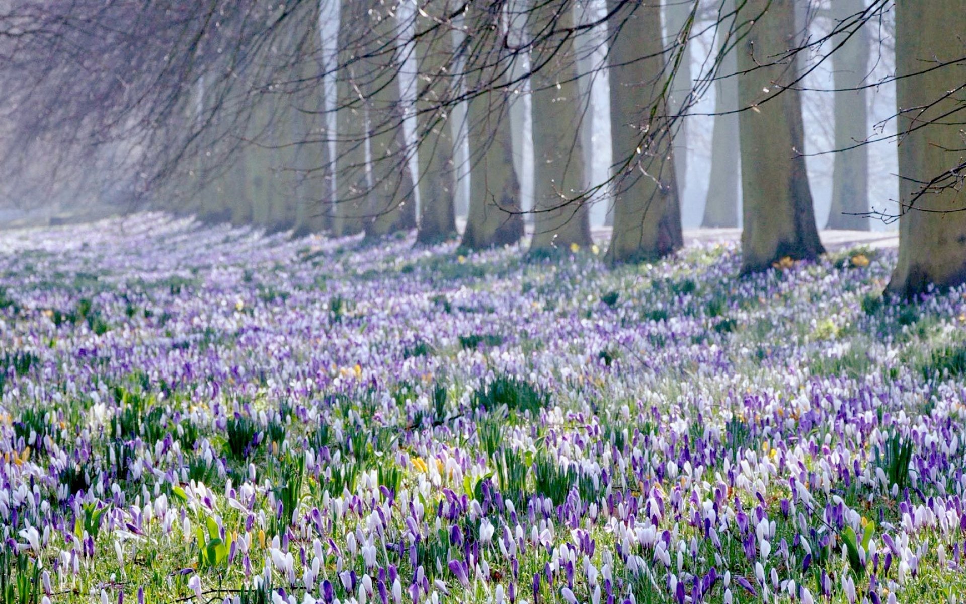 Spring minute. Первоцветы (подснежники, крокусы, гиацинты).. Пролеска Сибирская Крокус. Пролески, подснежники, крокусы. Весенние Лесные цветы крокусы.