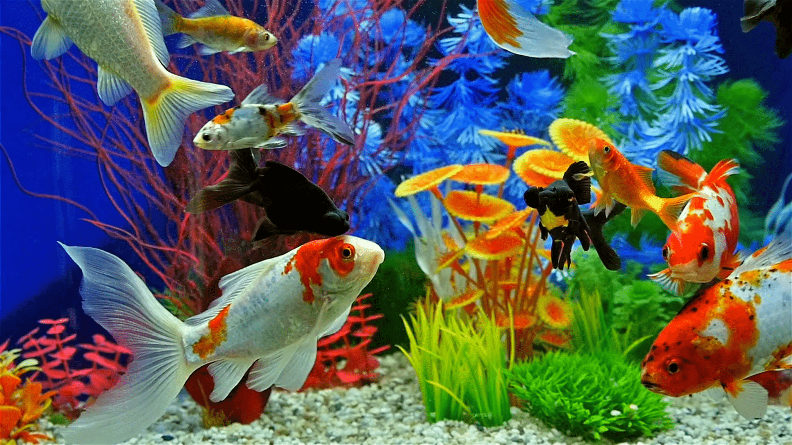 Аквариум ч рыбками. Рыбки для аквариума. Аквариумные рыбки в аквариуме. Разноцветные рыбы. Обои аквариум.