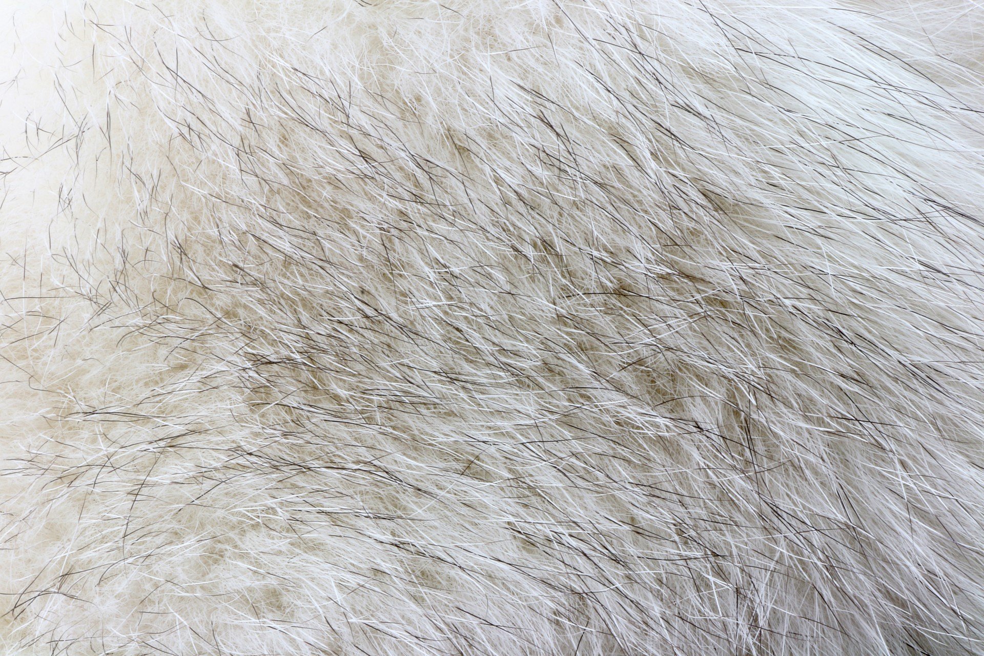 Густая короткая шерсть. Искусственный мех вл-01-028-РЗ. Шерсть зайца. Белый мех. Шкура текстура.