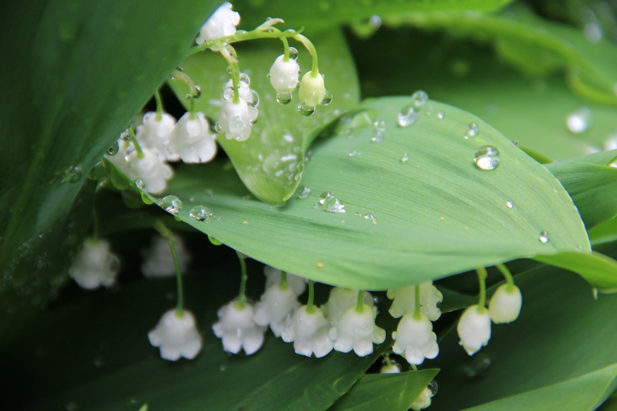 Ландыш Майский grandiflora