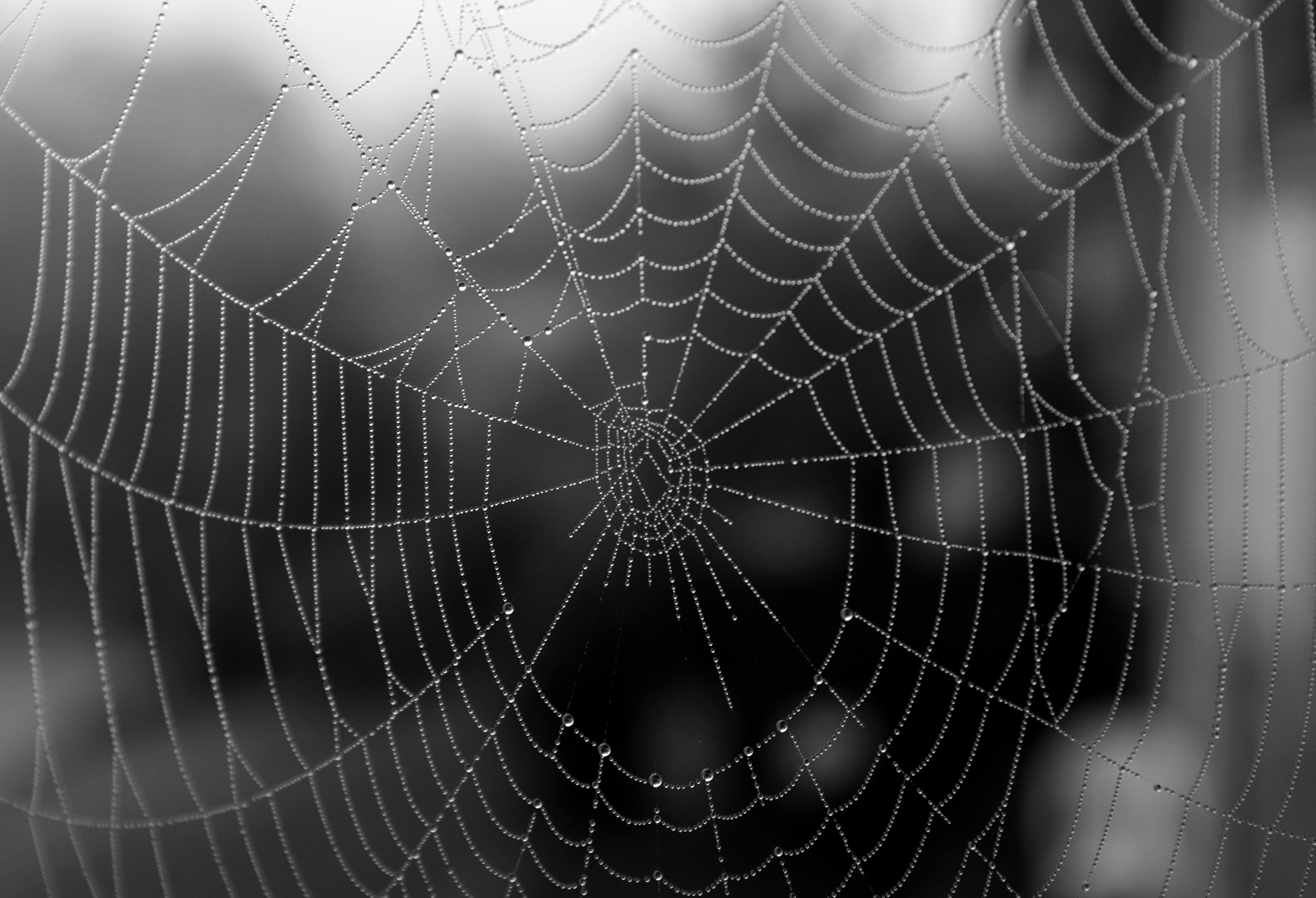 Spider web. Паук эпейра. Паутина. Паутина черная. Паутина на черном фоне.