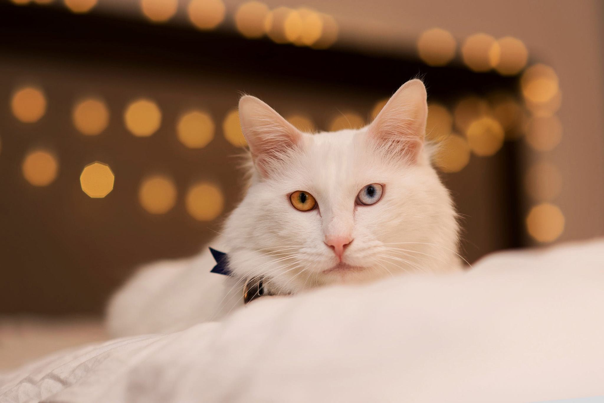 Музыка белая кошка. Ангорская кошка. Турецкая ангора гетерохромия. Турецкая ангора кошка. Белая ангорская кошка с разными глазами.