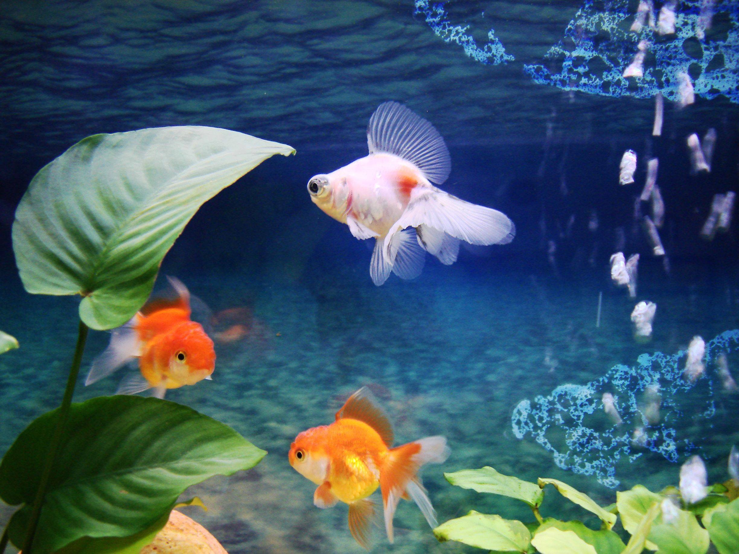Рыбки аквариум обои