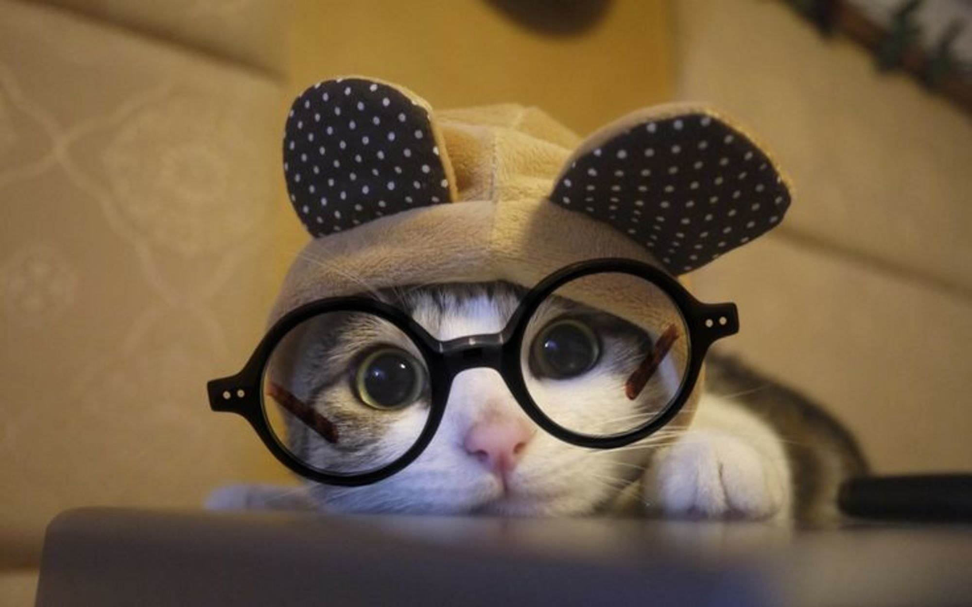 Смешные картинки очков. Котик в очках. Смешной кот в очках. Кошечка в очках. Кот в круглых очках.