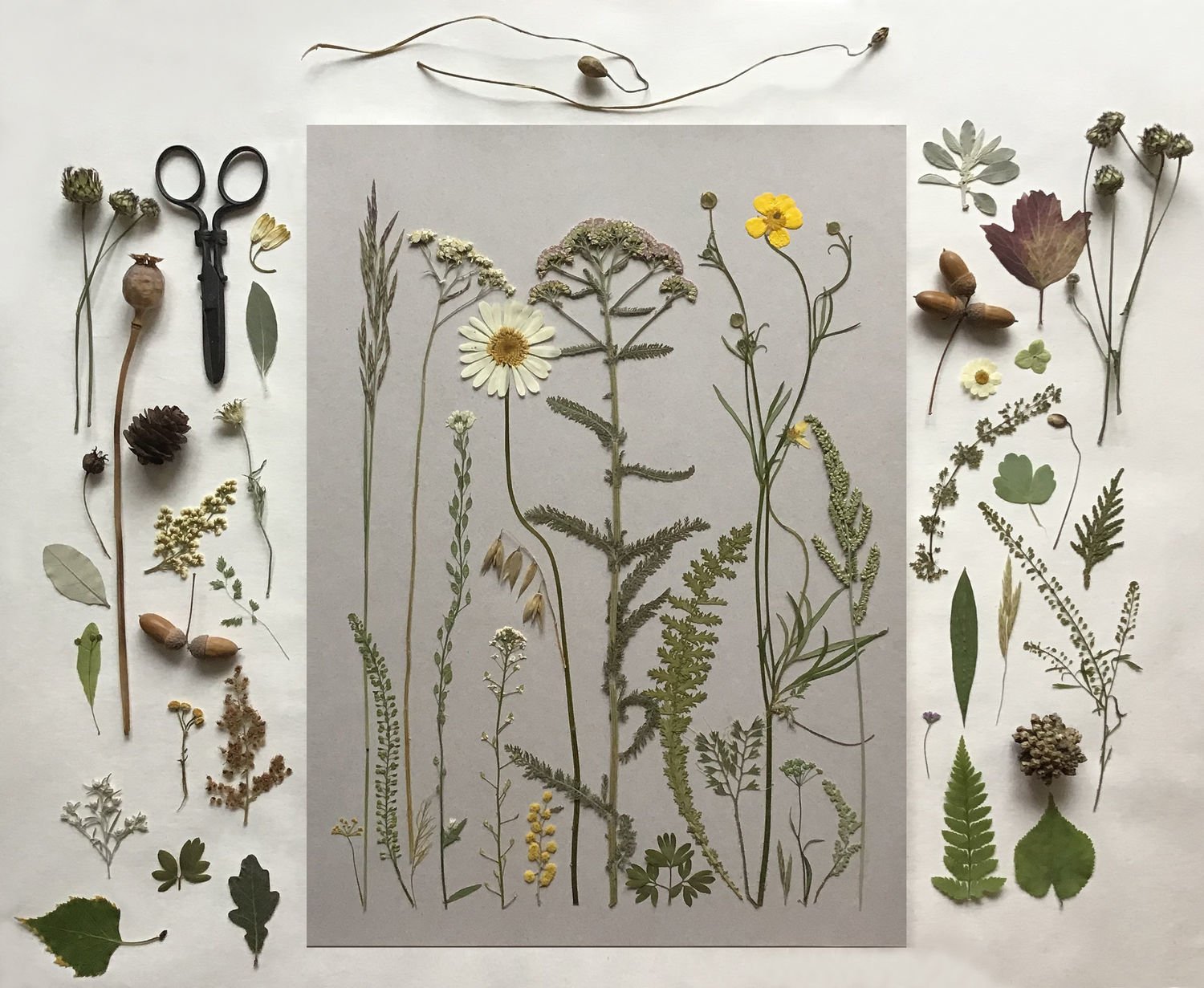 Herbarium Flower