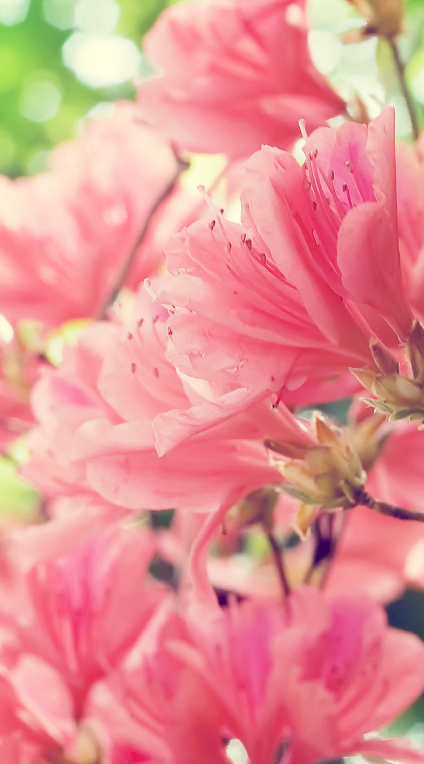 Вертикальные цветы заставка. Хонор Сакура. Розовые цветы. Яркие розовые цветы. Розовый цвет.