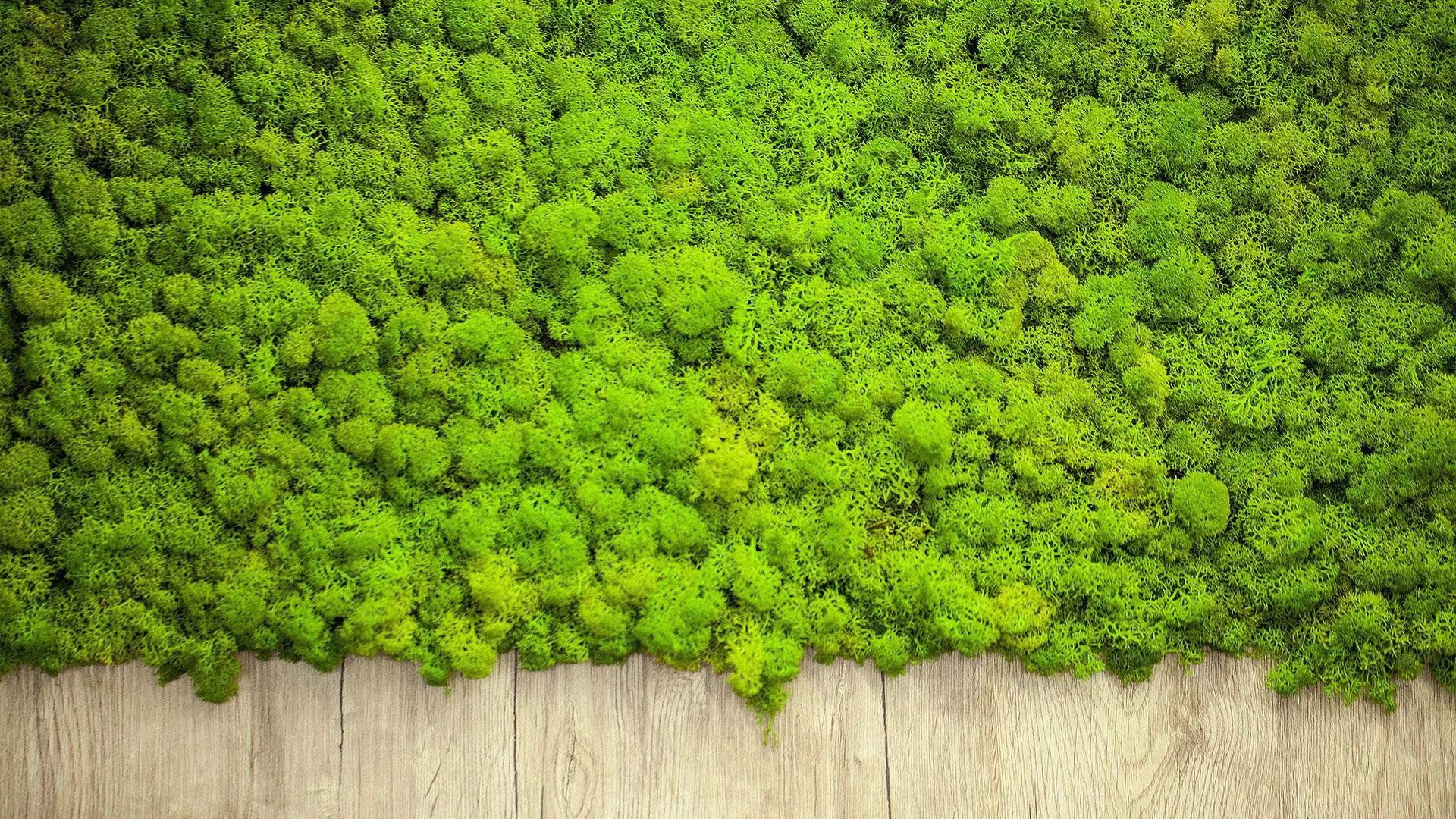 Фон зеленый мох декоративный