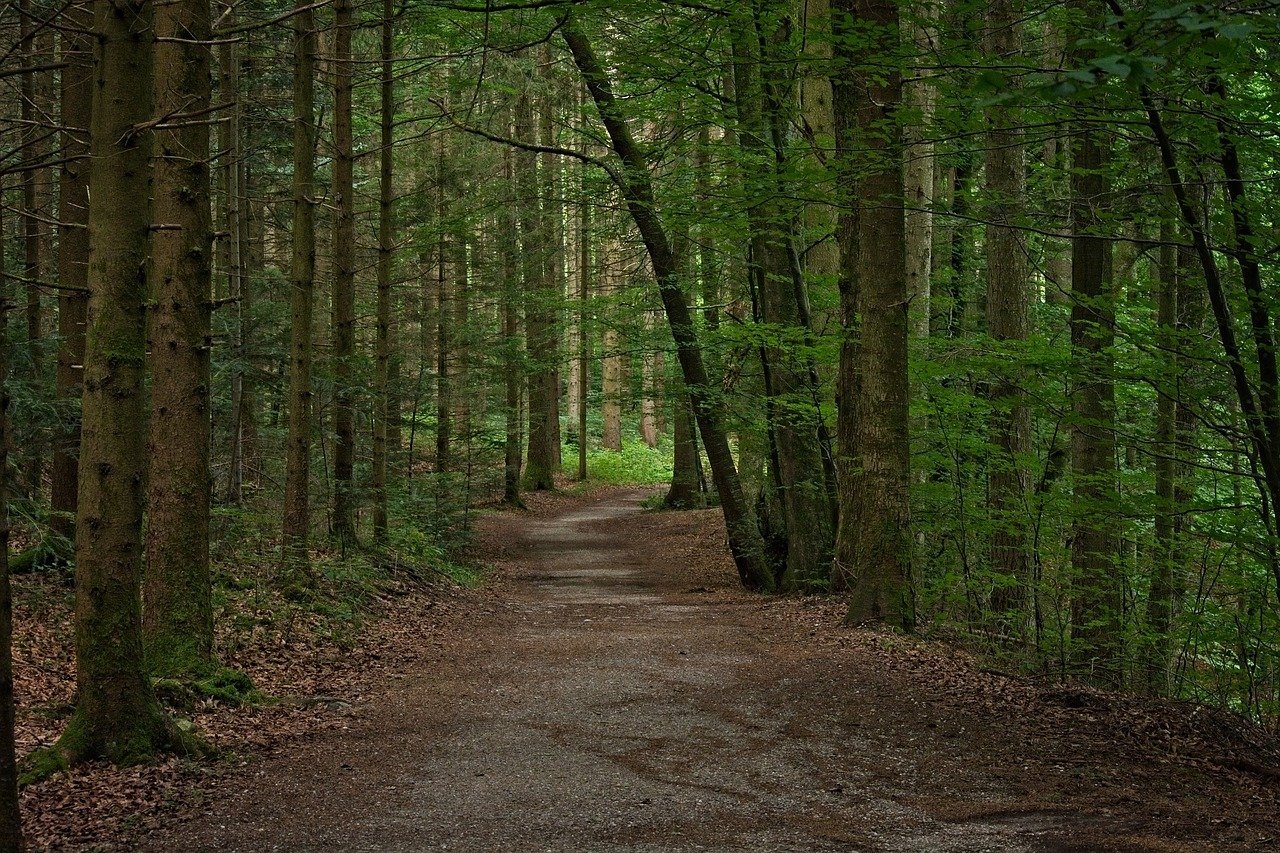 Forest trail. Шварцвальд тропа. Дикийая Лесная тропа. «Лесная тропа» СПБ. Тропинка в лесу.