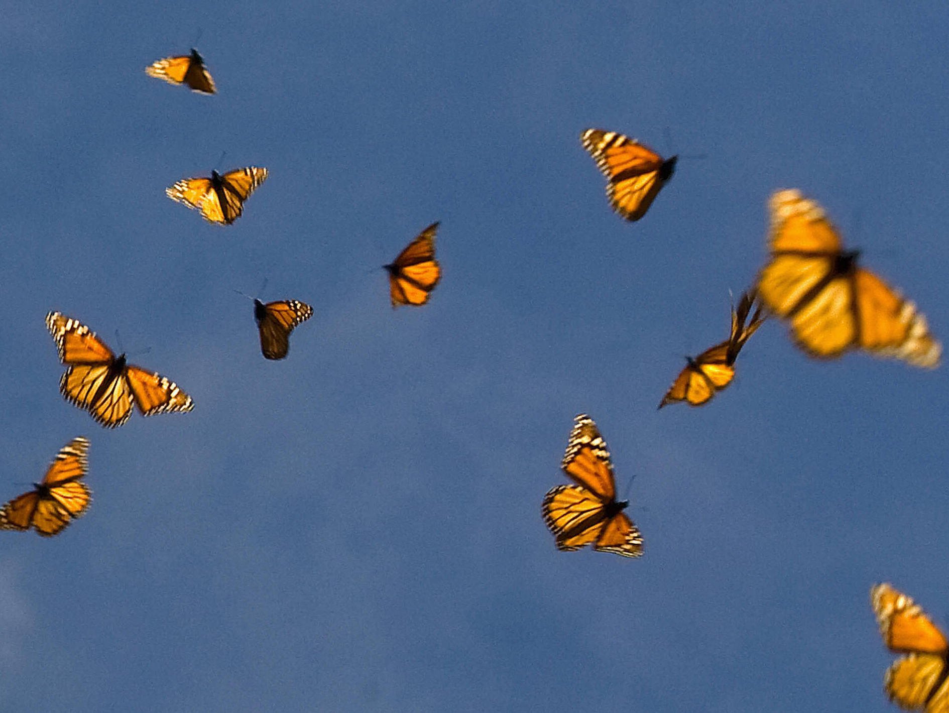 Бабочек легкая стая. Много бабочек. Множество бабочек. Бабочки летают. Бабочка в полете.