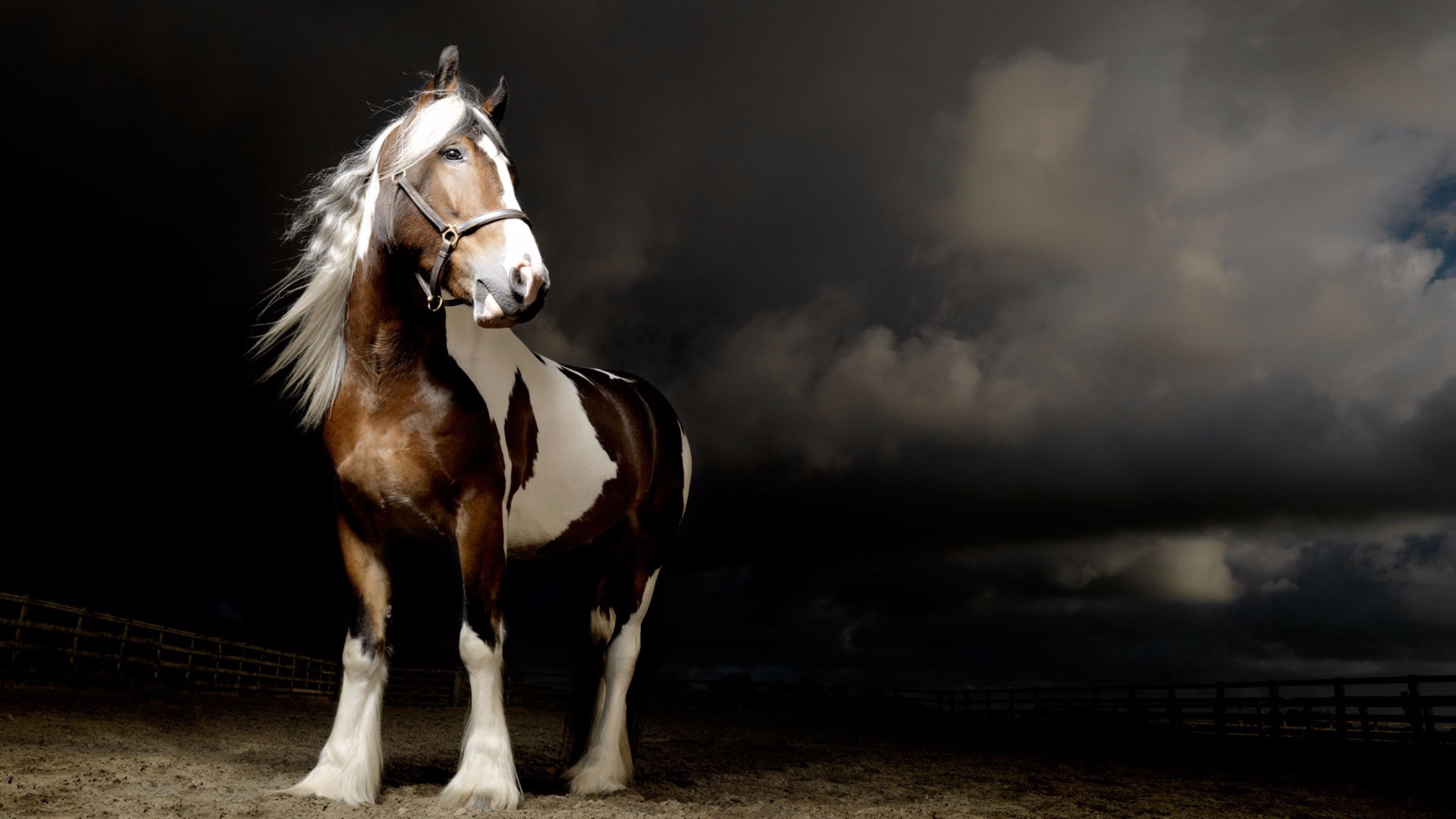 Картинки лошадей на заставку. Лошади. Лошади на заставку. Красивая белая лошадь. Заставка на рабочий стол лошади.