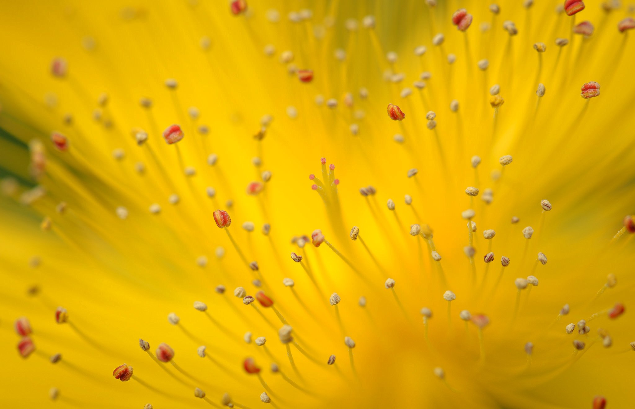 I m flowered. Желтые обои. Желтый цвет. Обои на рабочий стол желтые. Картинки желтого цвета.