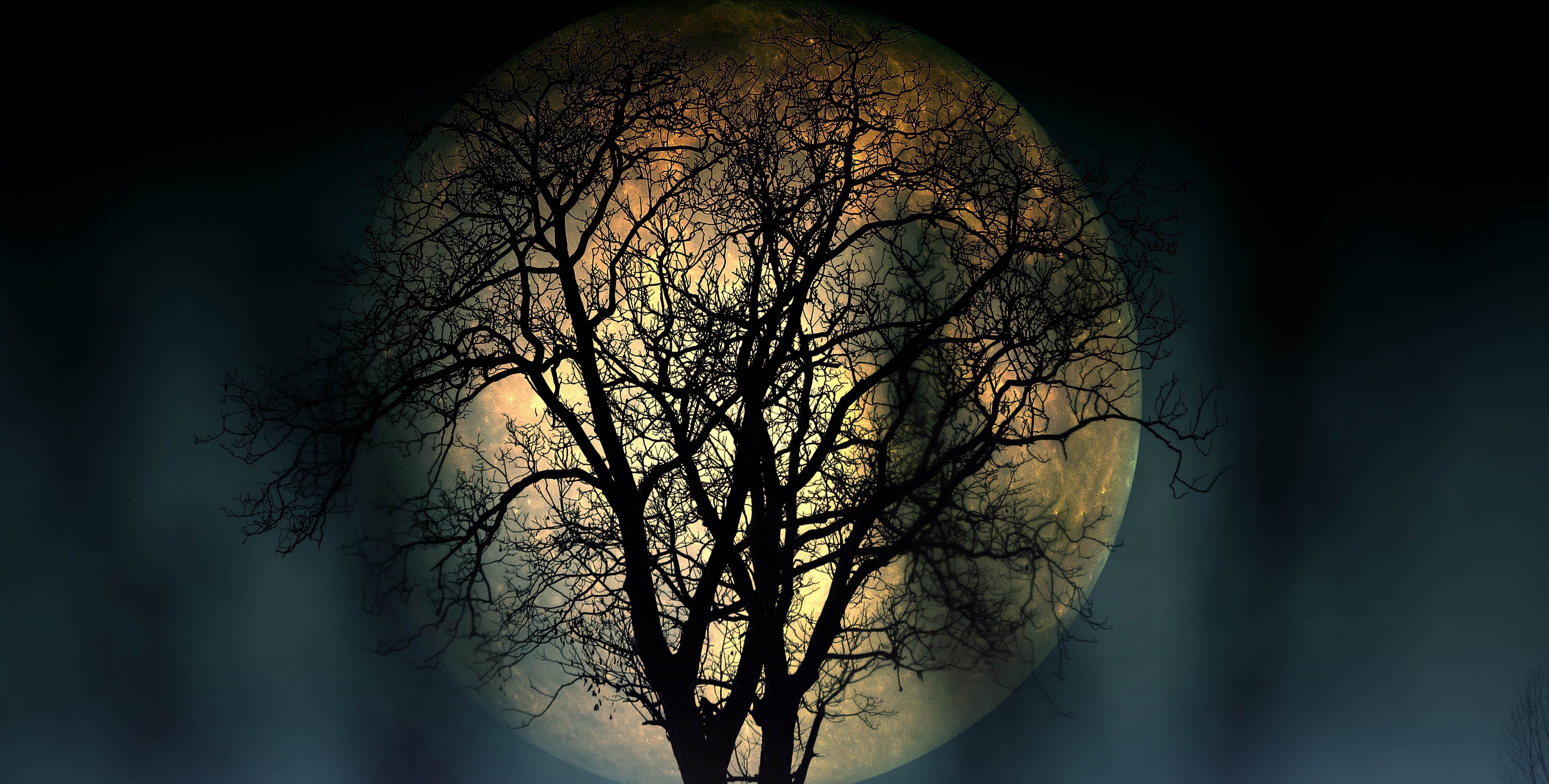 Луна сквозь деревья. Ночь Луна дерево. Дерево в лунном свете. Дерево ночью.