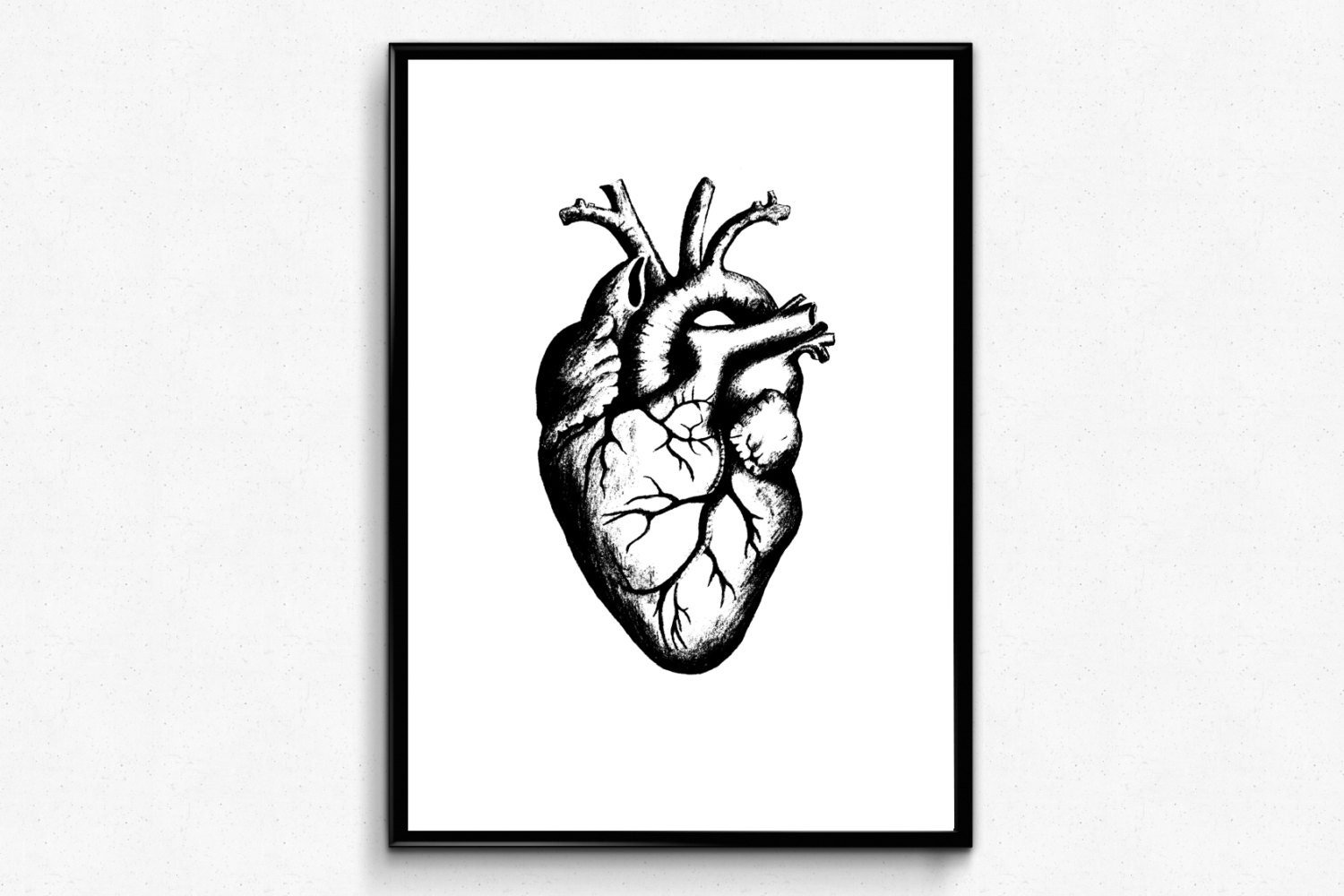 Сердце человека чб
