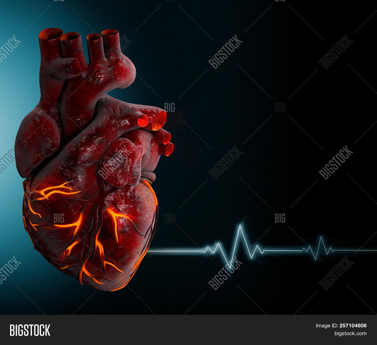 Сердце человека фон