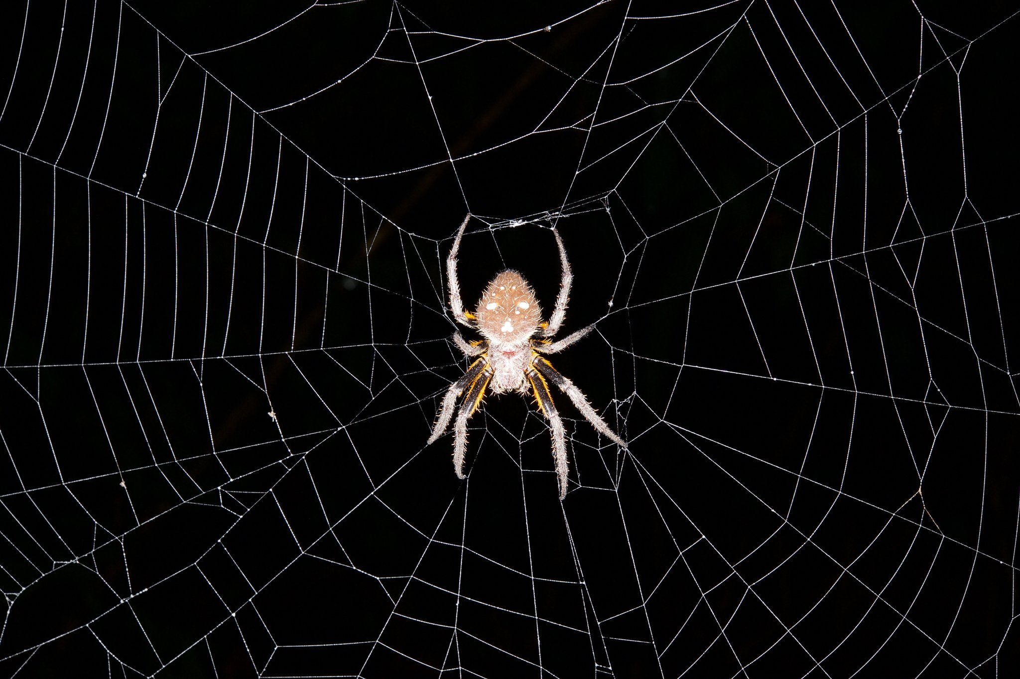 У какого паука черная паутина. Паутина черная с пауками. Паутина на черном фоне. Северный паук. Текстура паука.