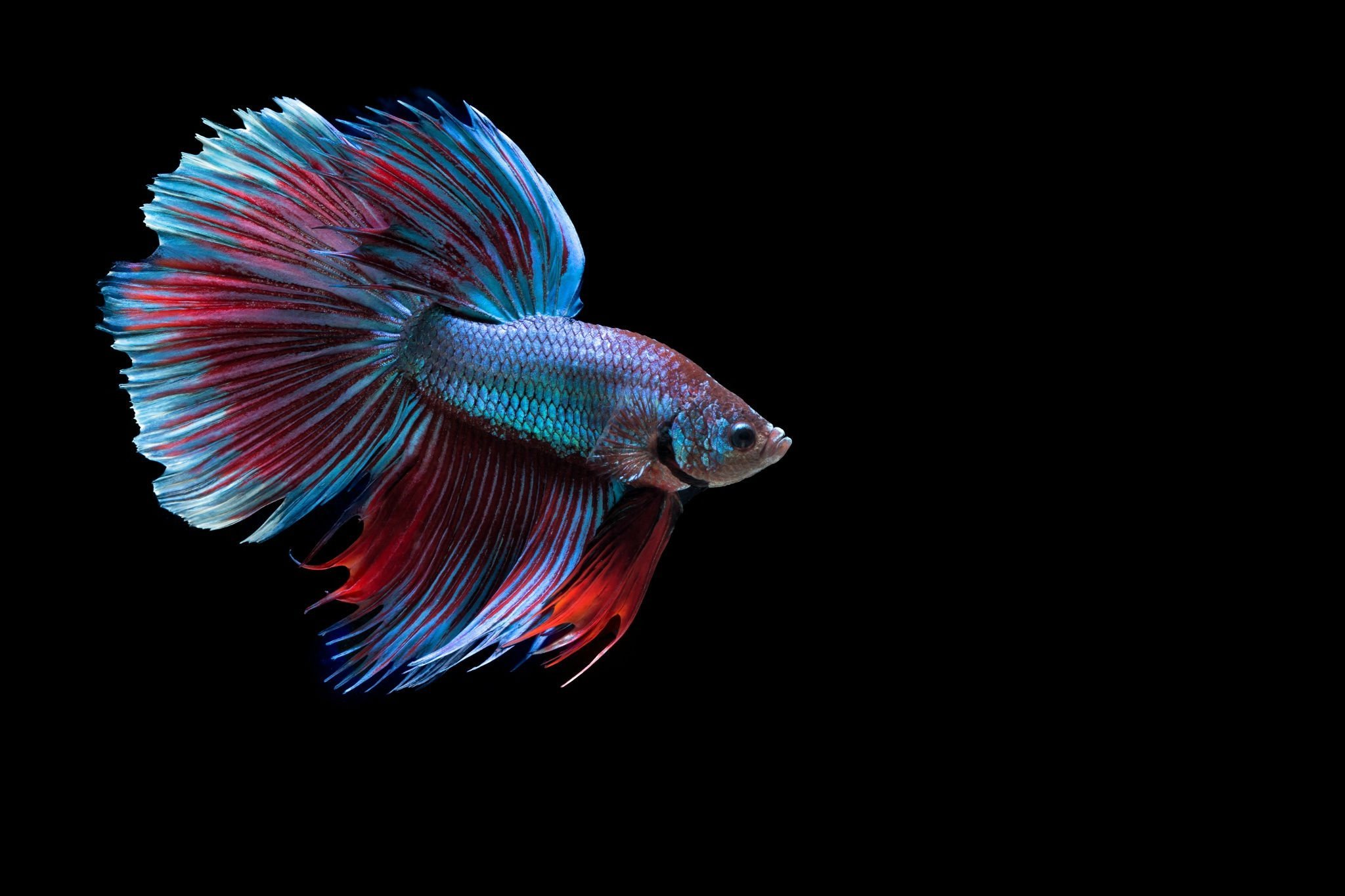 4 рыбы. Сиамские бойцовые рыбки. Рыбка Betta. Betta (Бетта). Сиамская Бойцовая рыбка айфон.