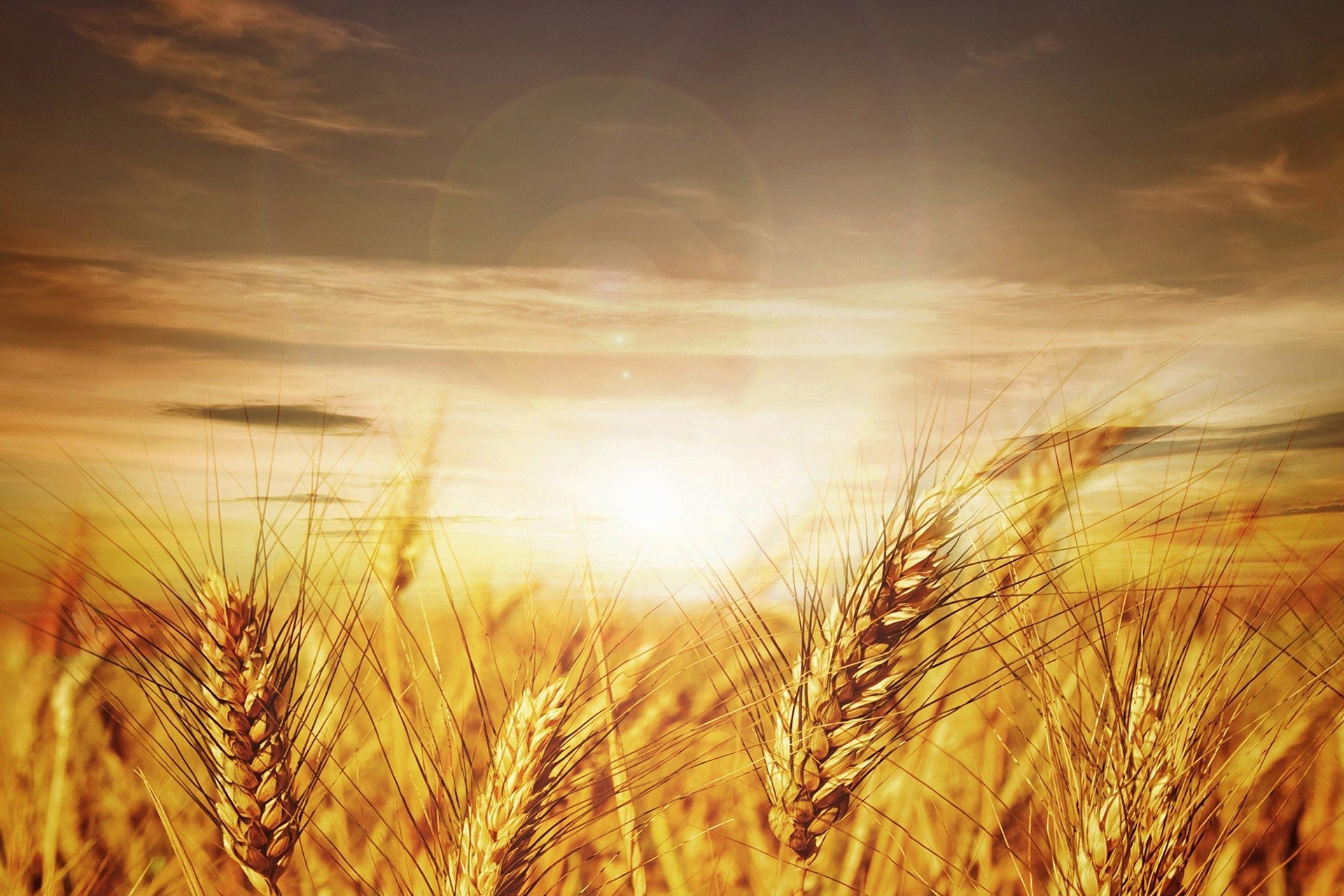 В тишине полей наливаются золотом колосья. Поле пшеницы. Поле с колосьями. Ржаное поле. Пшеница фон.