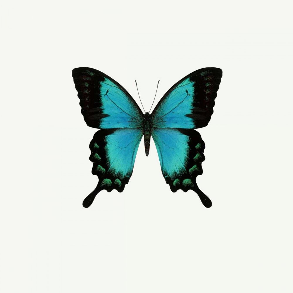 Синяя бабочка айфон