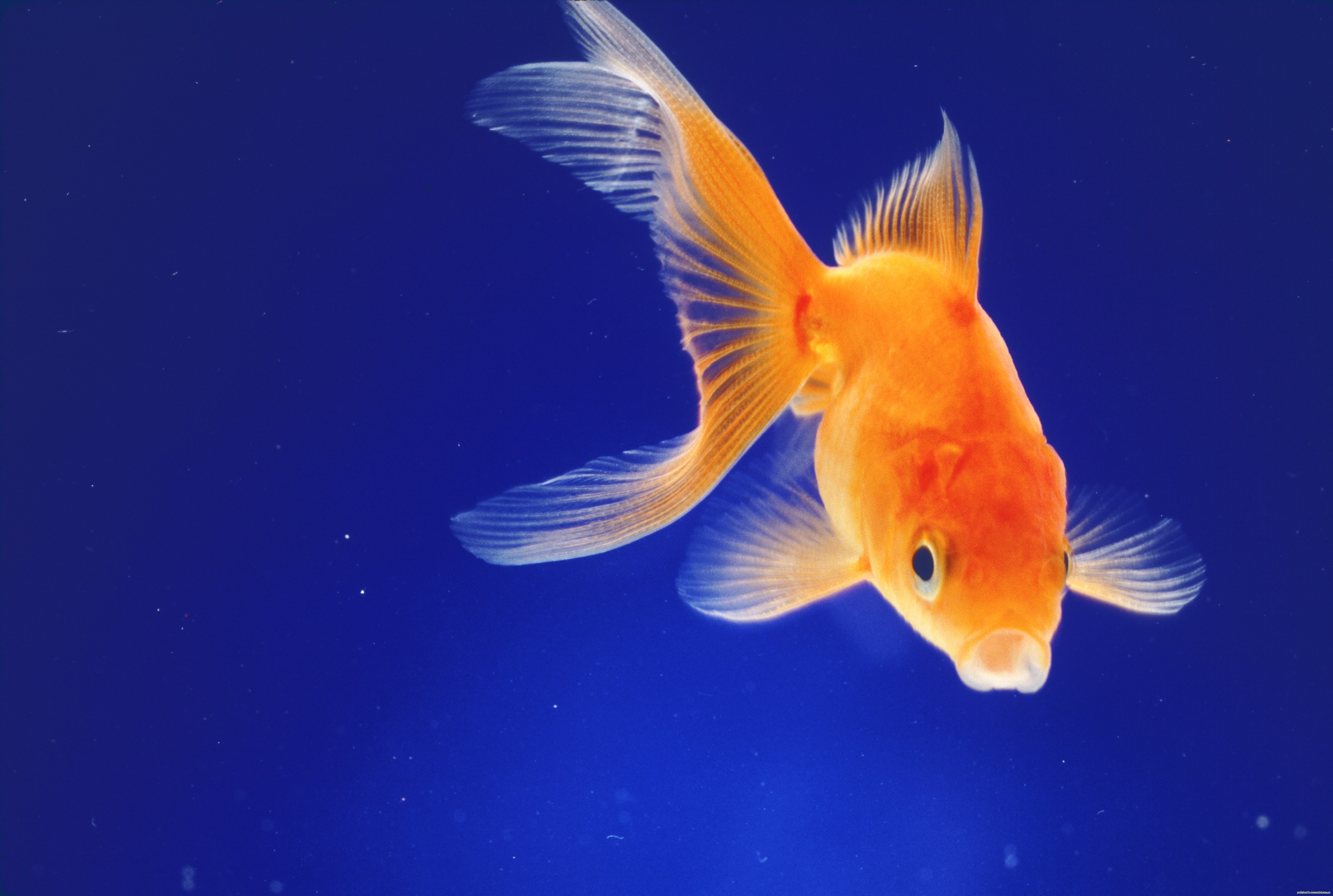 Золотая рыбка правильно. Вуалехвост рыбка. Золотая рыбка. Золотая рыбка исполняет желания. Золотая рыбка настоящая.