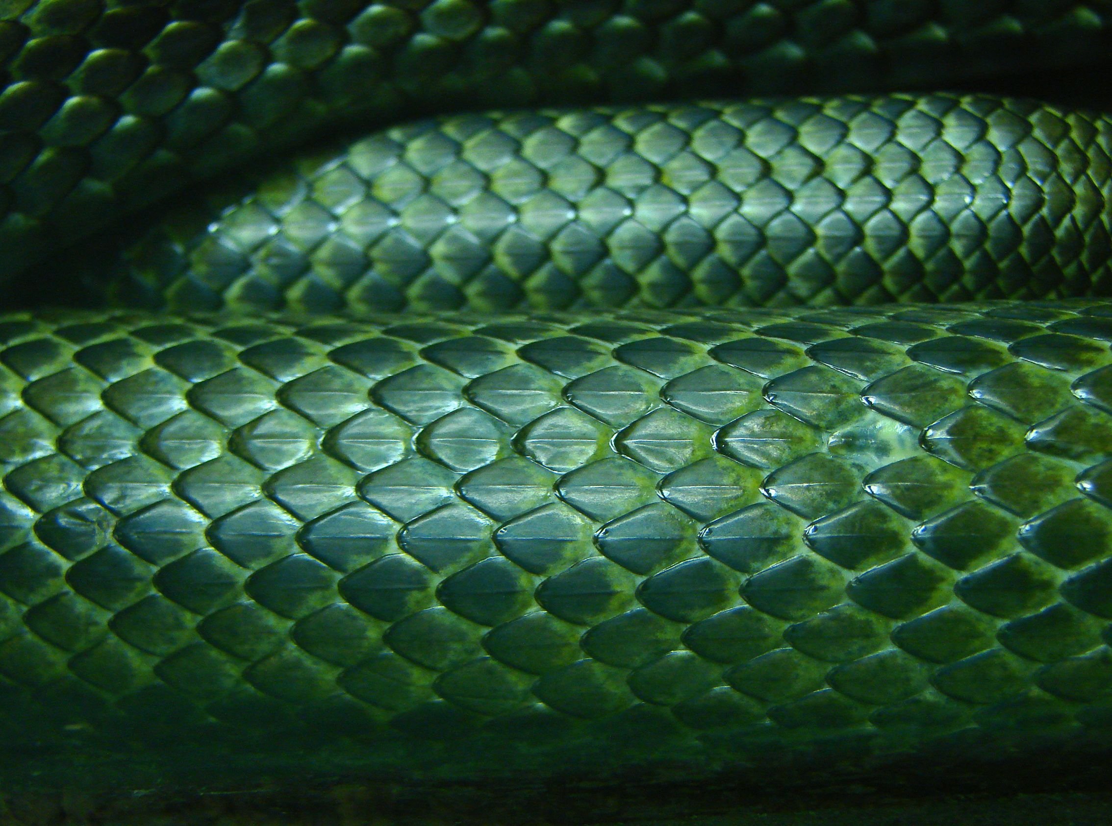 Кожа кобры. Змея Аспид зеленый. Змеиная чешуя питон. Змеиная кожа (2001)Snakeskin. Чешуя змеи Вальхейм.