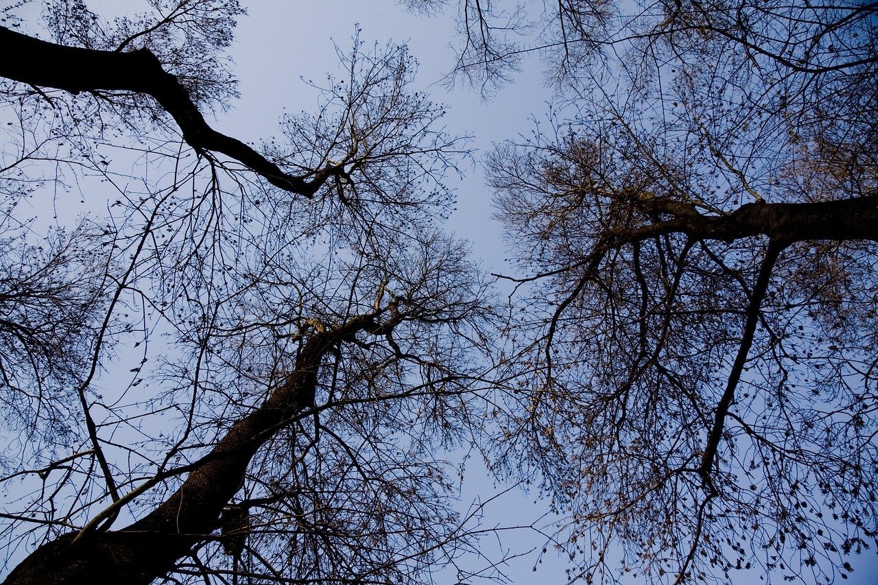 На четырех фотографиях ветка одного из самых. Ветви деревьев на фоне неба. Небо с ветками деревьев. Верхушка сухого дерева. Небо сквозь ветки деревьев.