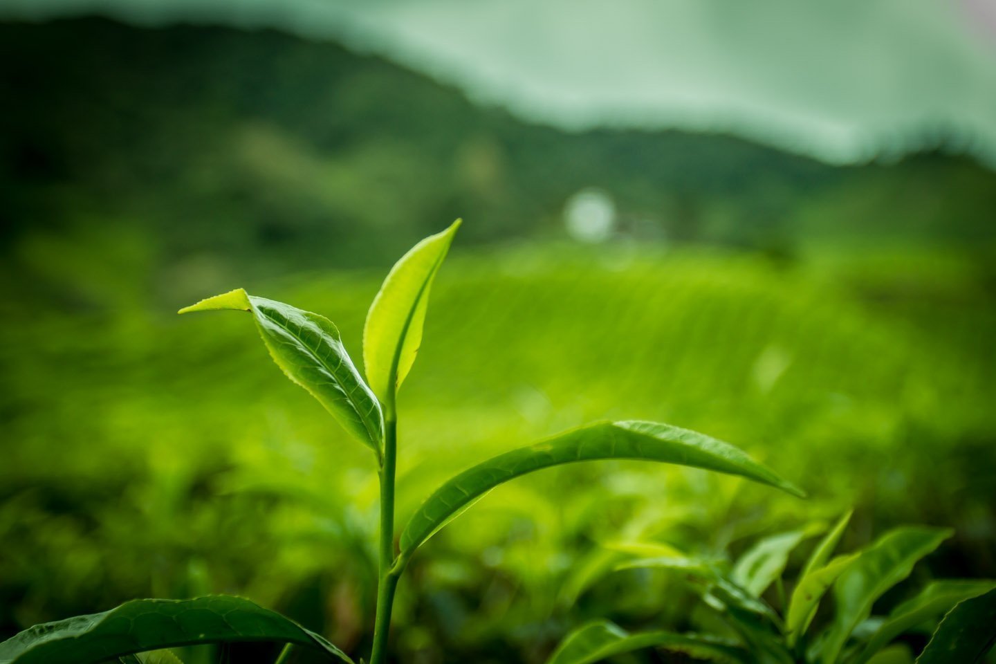 Зеленый чай листочками. Camellia sinensis листья. Camellia sinensis Leaf extract. Зеленый чай листья. Зеленый чай листок.