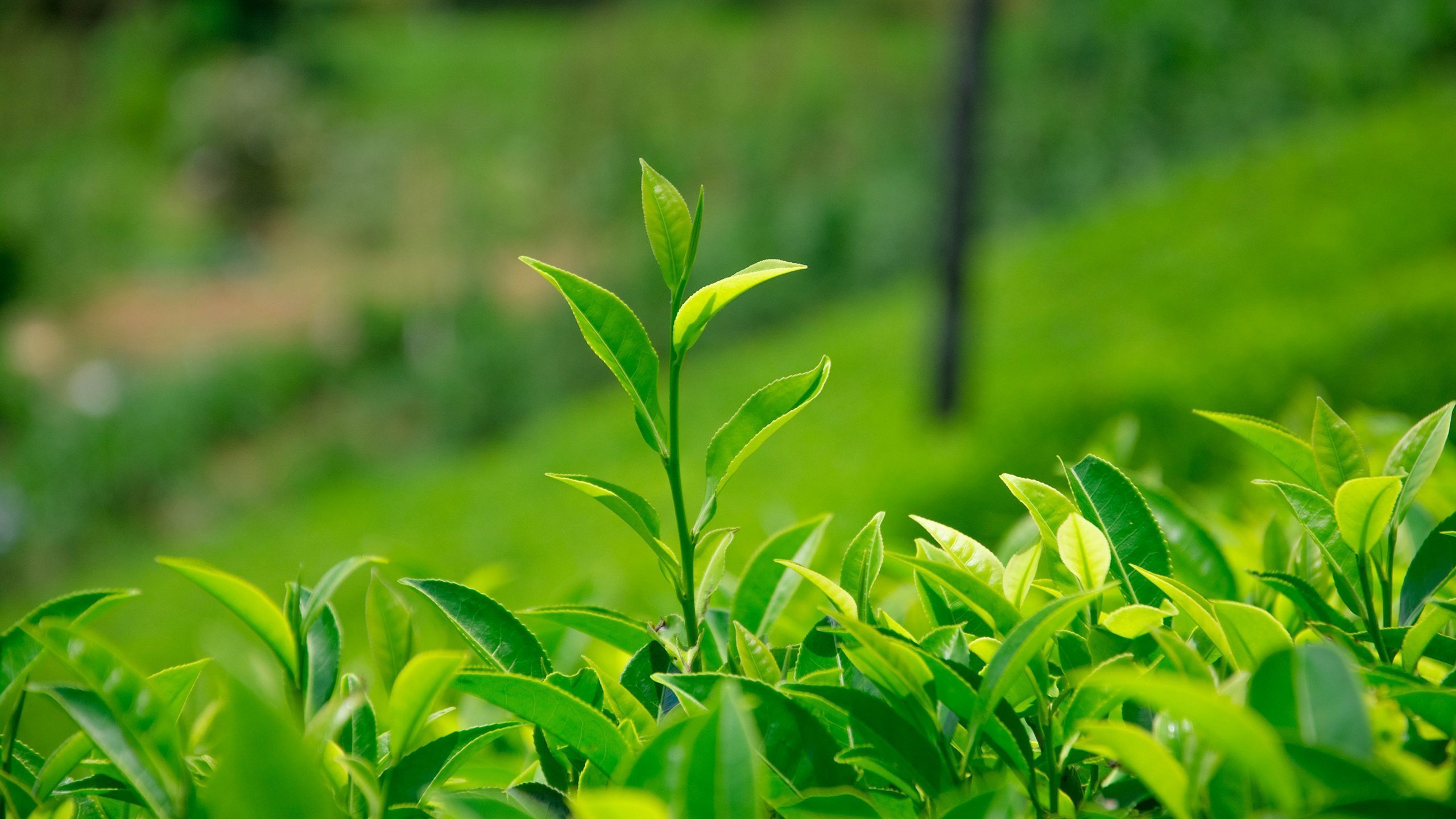 Чайная листва. Чайный лист. Листья чая. Чай растение. Чайные плантации.