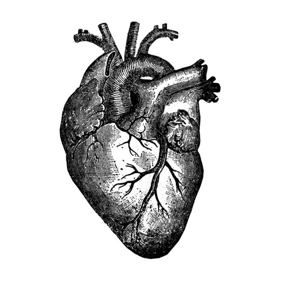 Картинки сердца для срисовки человеческого