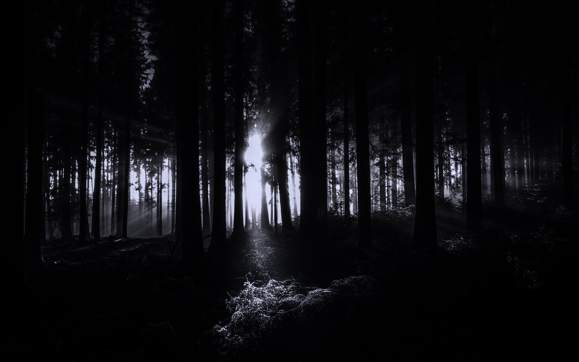 Темне т. Темный лес. Ночной лес. Лес в темноте. Обои на рабочий стол темные.