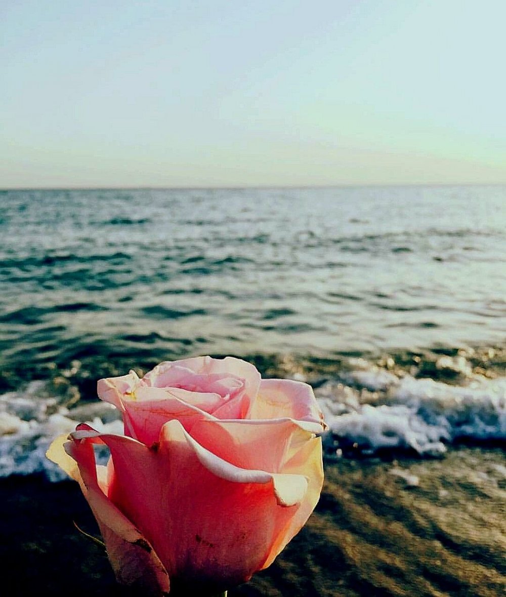 Море роз фото